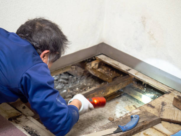 Best Commercial Mold Removal  in Maysville, OK