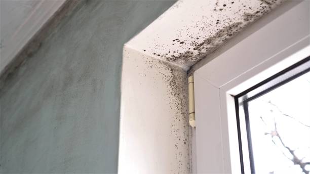 Best Mold Cleaning Services  in Maysville, OK