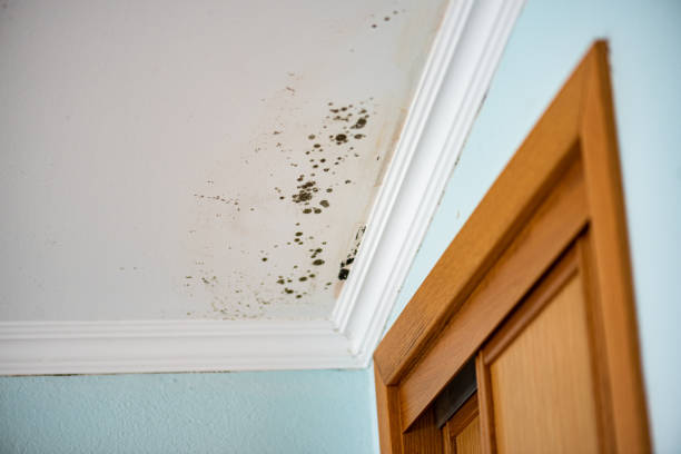 Attic Mold Removal in Maysville, OK