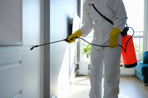Best Certified Mold Removal  in Maysville, OK