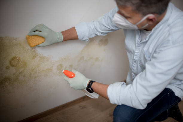 Best Fast Mold Removal  in Maysville, OK