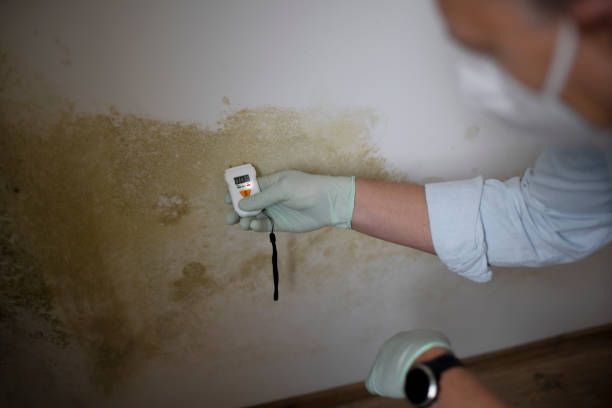 Best Mold Damage Repair  in Maysville, OK