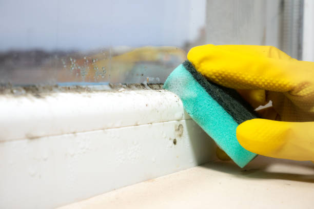 Best Same-Day Mold Removal  in Maysville, OK