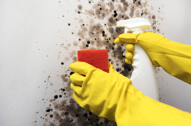 Best Emergency Mold Removal  in Maysville, OK
