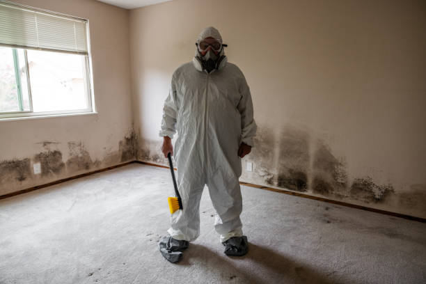 Best Certified Mold Removal  in Maysville, OK