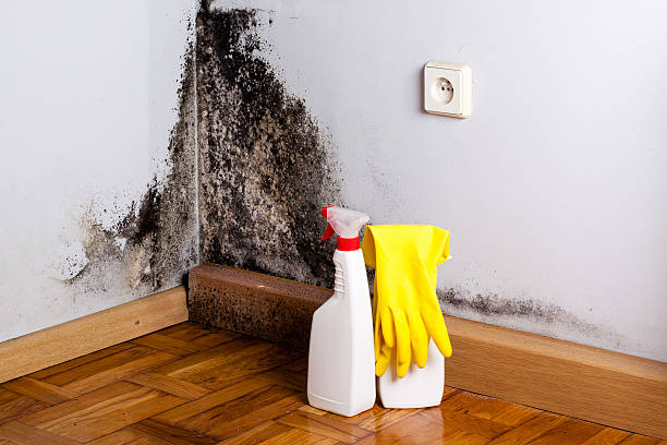 Professional Mold Removal in Maysville, OK