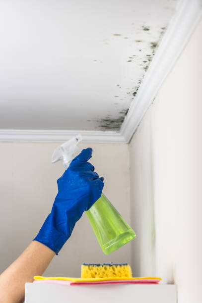 Best Best Mold Removal Companies  in Maysville, OK